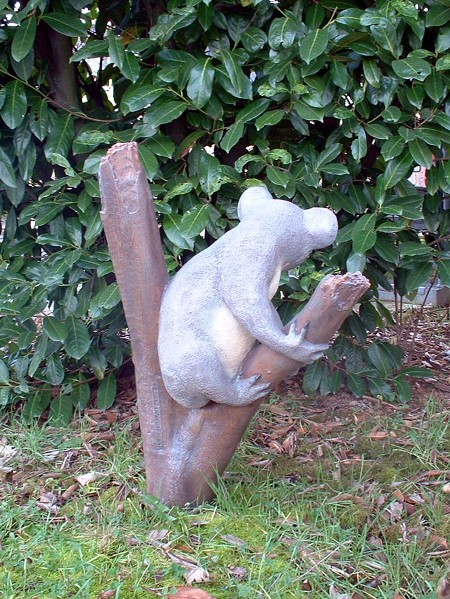 koala dans un arbre
