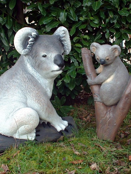 koala adulte et petit