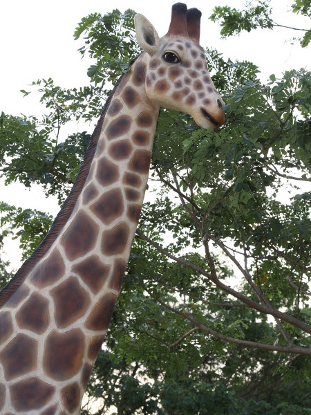 girafe taille reelle location décor jungle Afrique