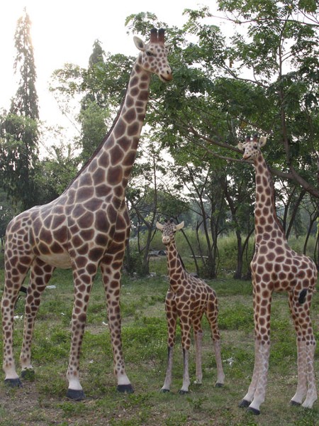 girafes adultes et girafons grandeur nature