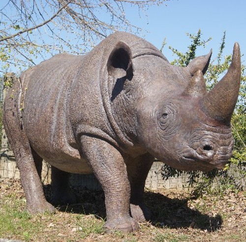 rhinocéros location evenementiel animaux jungle